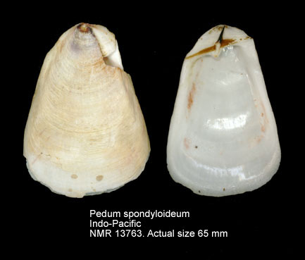 Pedum spondyloideum.jpg - Pedum spondyloideum(Gmelin,1791)